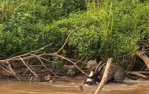 Onça-pintada devora mais um jacaré