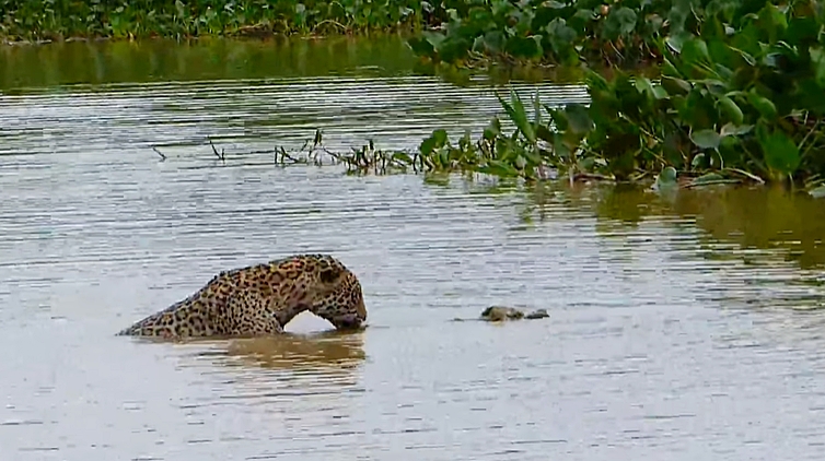 On&ccedil;a-pintada foi vista nadando at&eacute; o objeto – Foto: Reprodu&ccedil;&atilde;o/ND