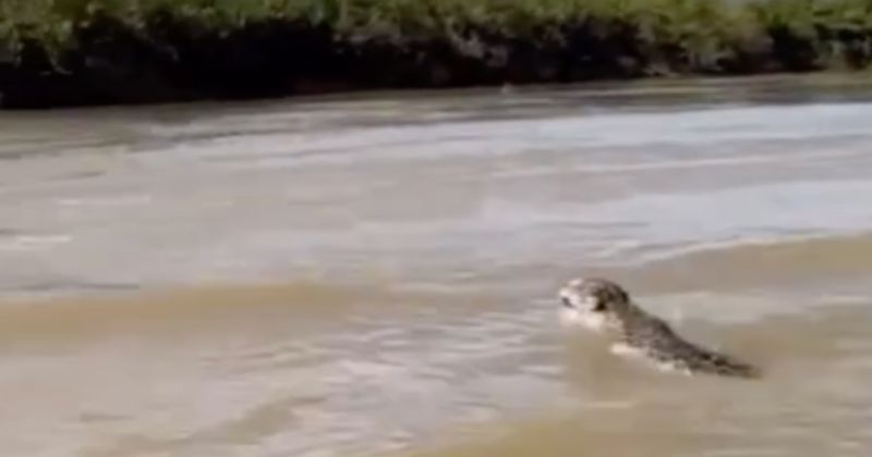 Animal cruzou rio em pouco tempo e chamou aten&ccedil;&atilde;o de pescadores – Foto: @vidasnopantanal/Reprodu&ccedil;&atilde;o/ND