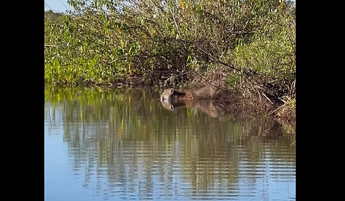 Imagem mostra onça-pintada nadando no Pantanal 