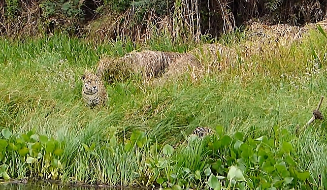 On&ccedil;a agita mato e deixa comparsa euf&oacute;rica – Foto: Reprodu&ccedil;&atilde;o/ND