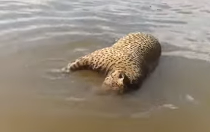 Onça-pintada aparece boiando em rio