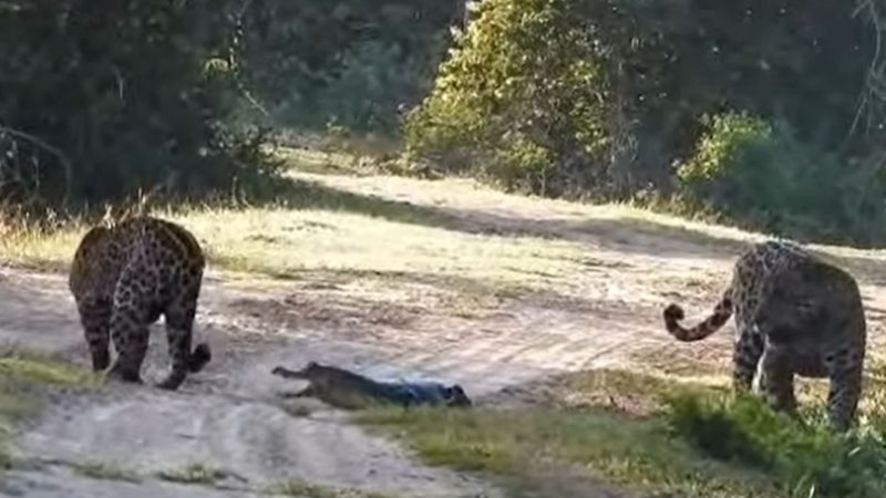 Jacar&eacute; azarado atrapalha momento &iacute;ntimo e vira lanche de on&ccedil;as – Foto: Reprodu&ccedil;&atilde;o/Internet/ND