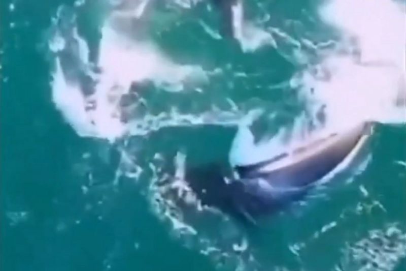 Orca assassina foi flagrada atacando presa