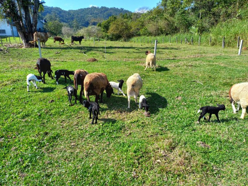 Ovelha surpreendeu família com o parto de três filhotes 