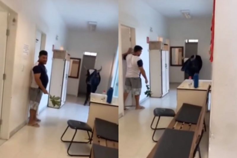 Homem tentou atrair boi com ramo de folhas