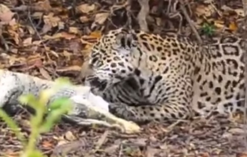 On&ccedil;a &eacute; o maior ca&ccedil;ador predador do Brasil – Foto: Pantanal Oficial/Internet/Reprodu&ccedil;&atilde;o