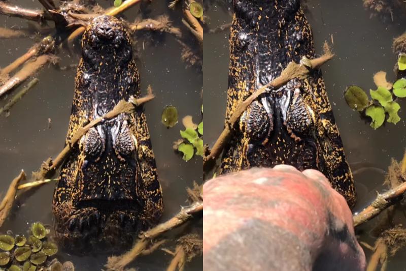 V&iacute;deo chama aten&ccedil;&atilde;o e mostra guia tur&iacute;stico fazendo carinho no jacar&eacute;. – Foto: Internet/Reprodu&ccedil;&atilde;o/ND