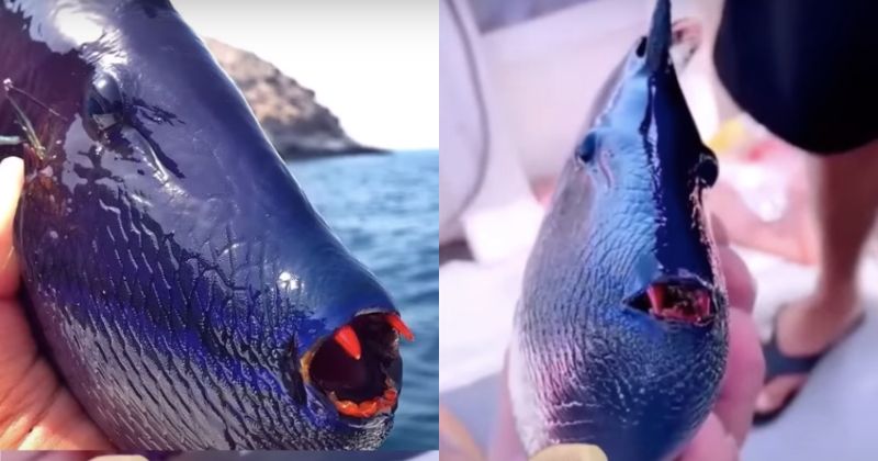 Animal surpreende por caracter&iacute;sticas &uacute;nicas – Foto: Bi&oacute;logo Henrique/Reprodu&ccedil;&atilde;o/ND