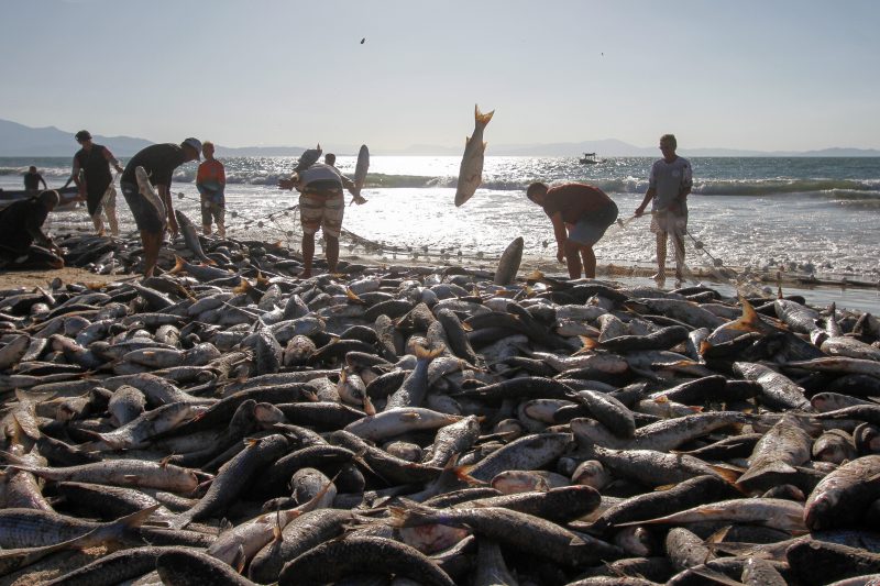 Pesca da tainha em Florianópolis, no ao de 2024