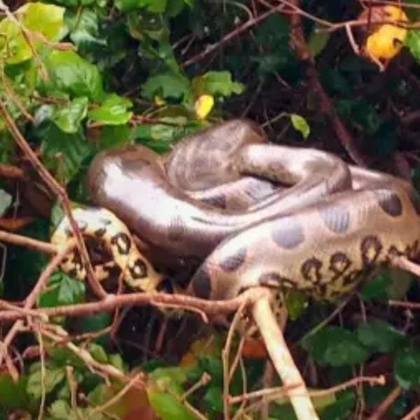 Fam&iacute;lia encontra sucuris ‘emboladas’ &agrave;s margens de rio – Foto: Reprodu&ccedil;&atilde;o/ND