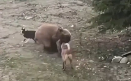 Cachorros brigam contra urso para impedir que entre em resid&ecirc;ncia – Foto: Divulga&ccedil;&atilde;o/ Reprodu&ccedil;&atilde;o/ND