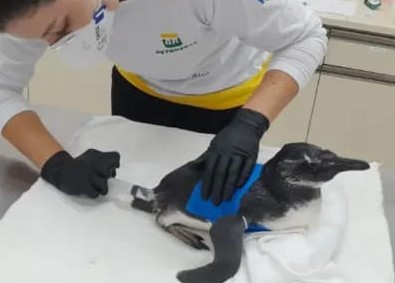 Pinguim recebe atendimentos ap&oacute;s sofrer diversas mordidas de c&atilde;o. – Foto: PMP-BS