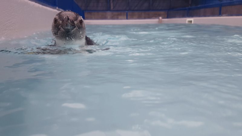 Pinguim que foi encurralado por cães passa por reabilitação para voltar ao mar