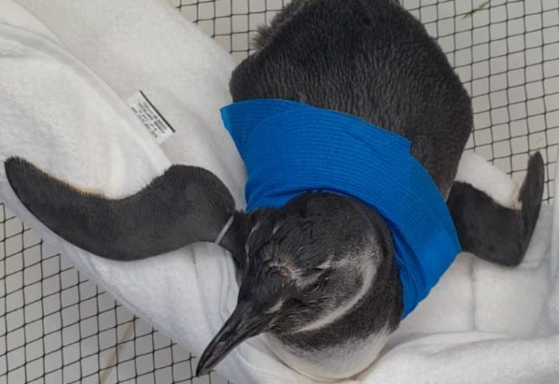 Dieta balanceada e medicamentos na recupera&ccedil;&atilde;o de pinguim v&iacute;tima de mordidas. – Foto: PMP-BS