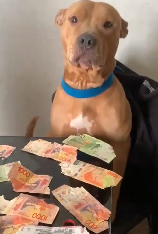 No vídeo é possível ver que enquanto o homem dava a bronca na cachorra, ela apenas abanava o rabo; confira 