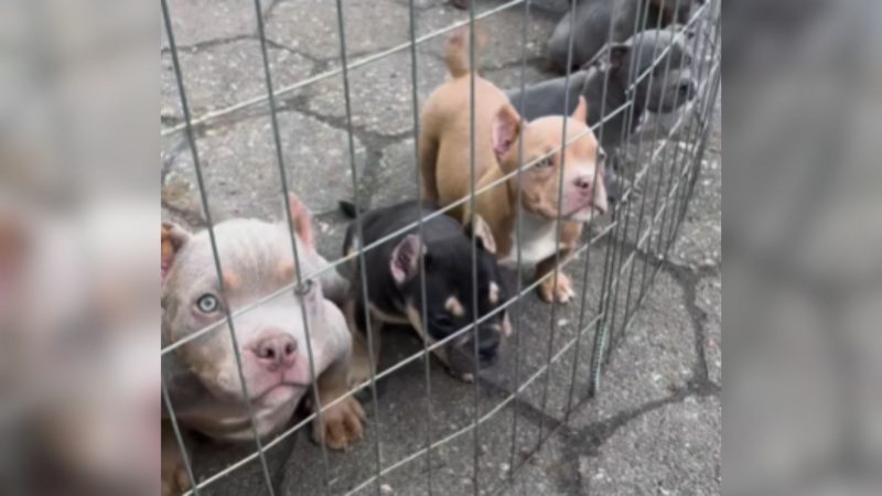Criadouro ilegal de pitbulls em Itajaí