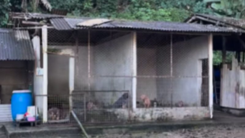 C&atilde;es eram mantidos em criadouro Itaja&iacute; – Foto: Pol&iacute;cia Civil/Divulga&ccedil;&atilde;o/ND