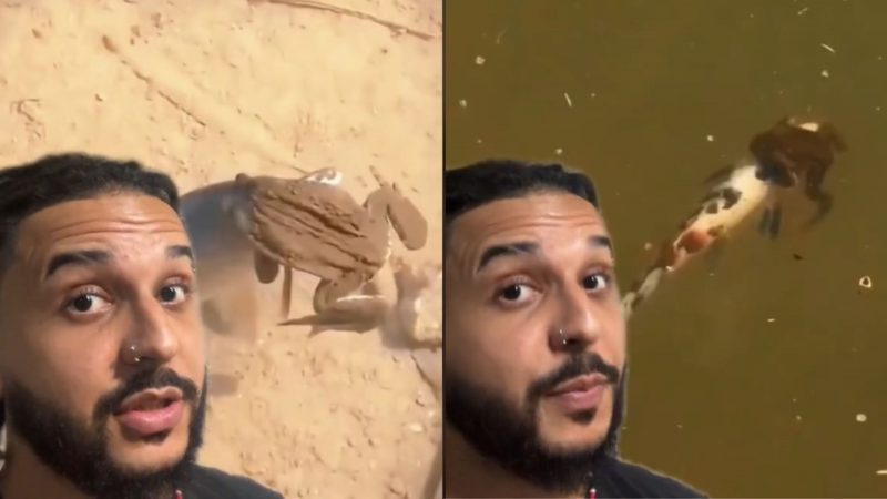 Luta at&eacute; a morte ou abra&ccedil;o carinhoso? Cena inusitada entre r&atilde;s e peixes intriga web – Foto: Reprodu&ccedil;&atilde;o/Internet/ND