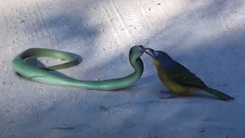 Pássaro ataca cobra venenosa em reserva da África do Sul