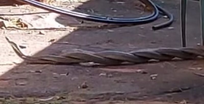 Duas mambas negras se enrolam e brigam por fêmea na África do Sul