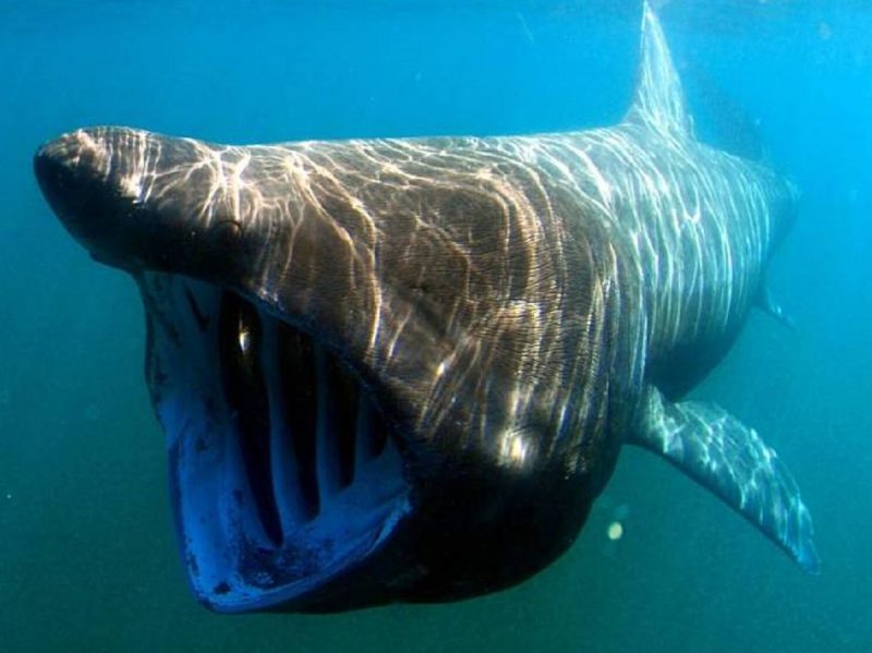 Tubarão-elefante consegue filtrar mais de 2 mil toneladas de água por hora 