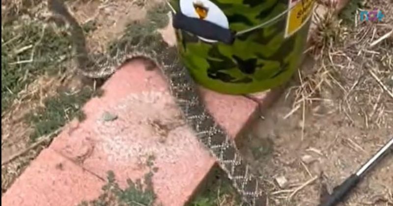 Cobra cascavel fica agitada e escapa após tentar per apanhada