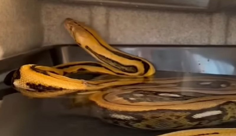 Cobra Big Mama escapou de gaiola e está à solta por Los Angeles