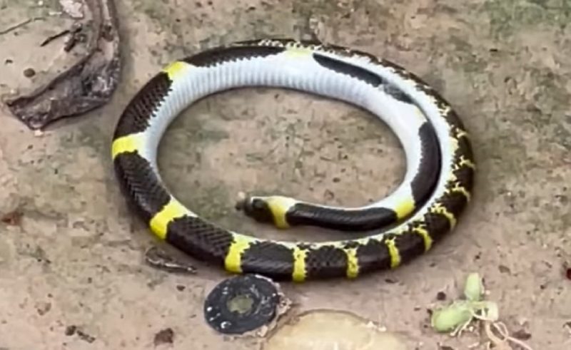 Cobra-lobo da Indochina multicor sai girando e hipnotiza as pessoas na Tailândia