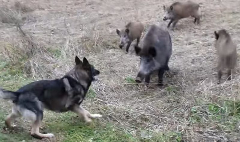Cão-lobo enfrenta família de javalis em floresta