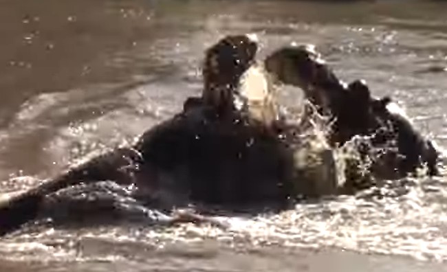 Dois hipopótamos brigam pela luta de espaço em um rio