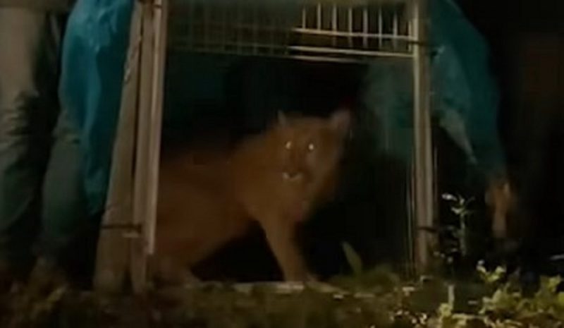 Onça-parda foi foi resgatada em bairro do Rio de Janeiro