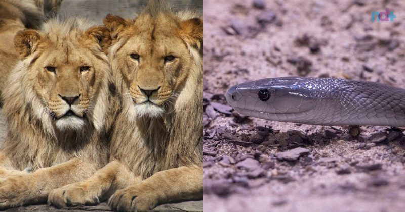 Lions on the run after being attacked by a poisonous black mamba