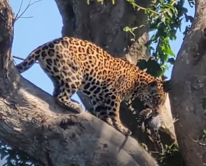 Jaguar caminha sobre uma árvore com presa na boca