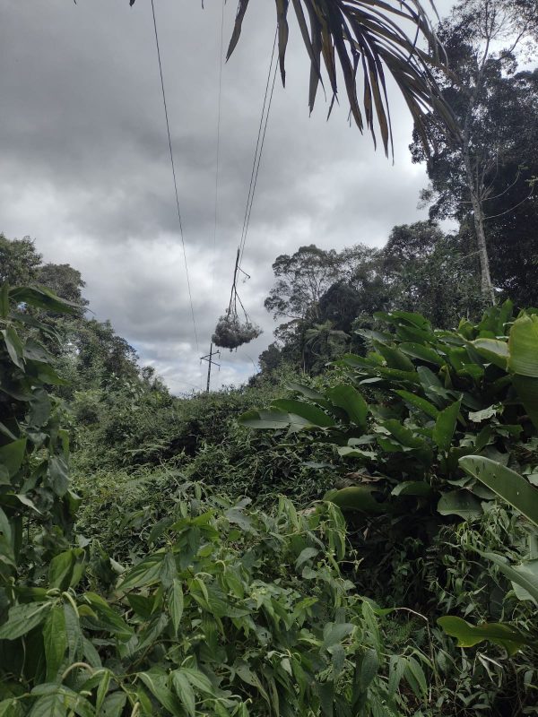 Galho de &aacute;rvore causou apag&atilde;o em Tai&oacute; e cidades vizinhas na quinta-feira (13) – Foto: Celesc/Divulga&ccedil;&atilde;o/ND