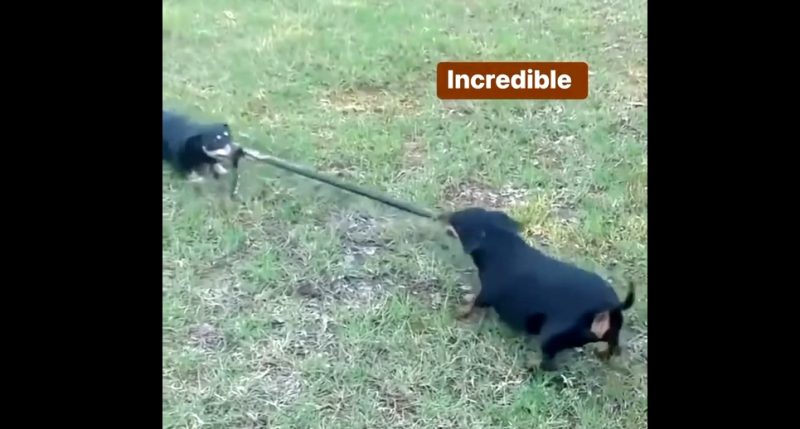 Salsichas fizeram até um cabo-de-guerra com a cobra 