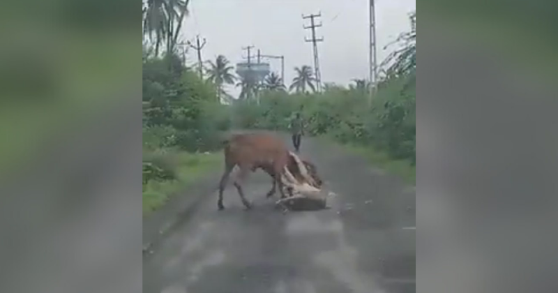 Fazendeiro salva vaca em v&iacute;deo impressionante – Foto: Reprodu&ccedil;&atilde;o/ND