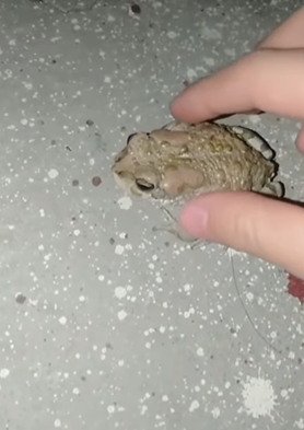 O sapo utiliza a urina para se defender de predadores 