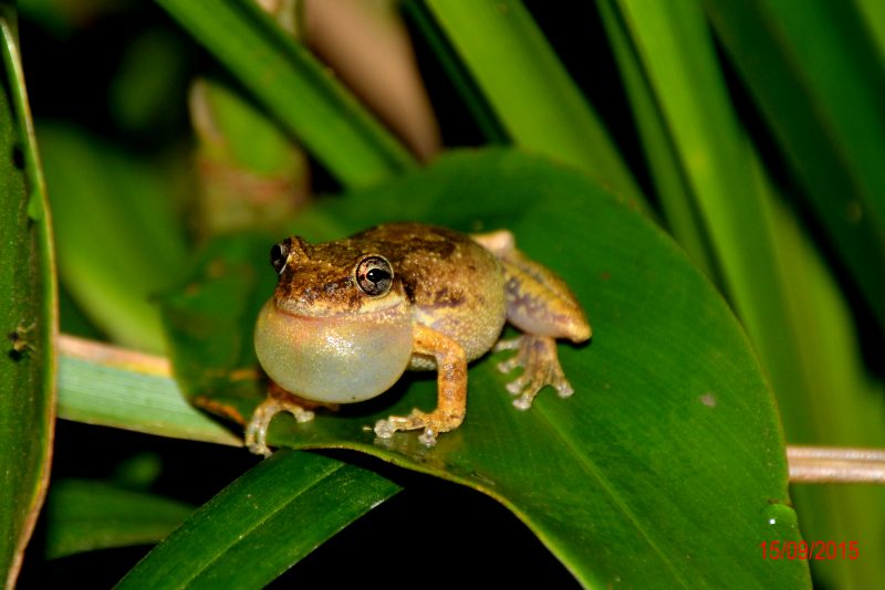 Ao todo, o Contorno Vi&aacute;rio de Florian&oacute;polis executa simultaneamente 13 Programas Ambientais, o trabalho realizado em toda a extens&atilde;o da obra inclui o acompanhamento e recupera&ccedil;&atilde;o das &aacute;reas degradadas durante a execu&ccedil;&atilde;o dos trabalhos – Foto: Arteris Litoral Sul/Divulga&ccedil;&atilde;o
