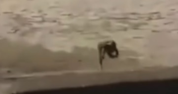 Sapo "persegue" mulher após ser expulso de casa 