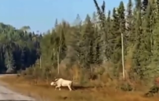 Alce raro é registrado em vídeo 