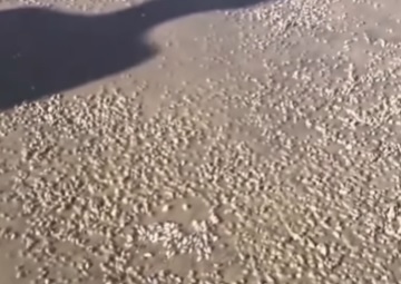 Bichos estranhos são filmados ao sair de areia de praia