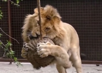 Biólogo reúne vídeos de grandes felinos 