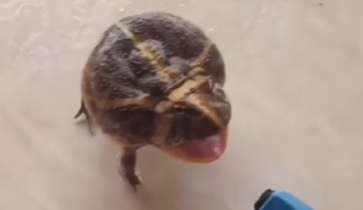 Sapo estressado ao ser expulso de casa