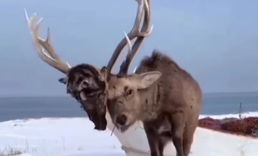 Rena fica com a cabeça do oponente presa em seus chifres