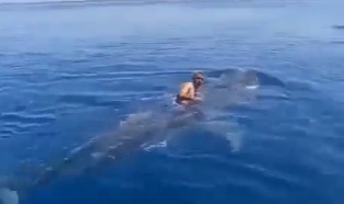 Homem monta em tubarão-baleia e vídeo viraliza