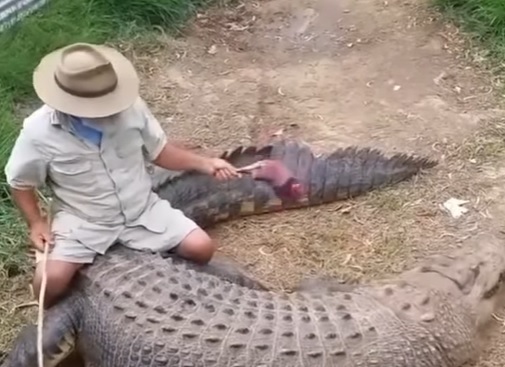 Homem monta em crocodilo com pedaço de carne na mão