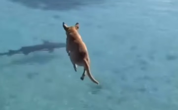 cachorro espanta tubarão em cena inusitada