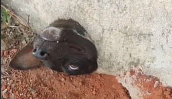 Cachorro é resgatado após ficar com cabeça presa em muro 