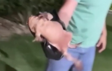 Sapo gigante é encontrado por moradores em quintal de casa 